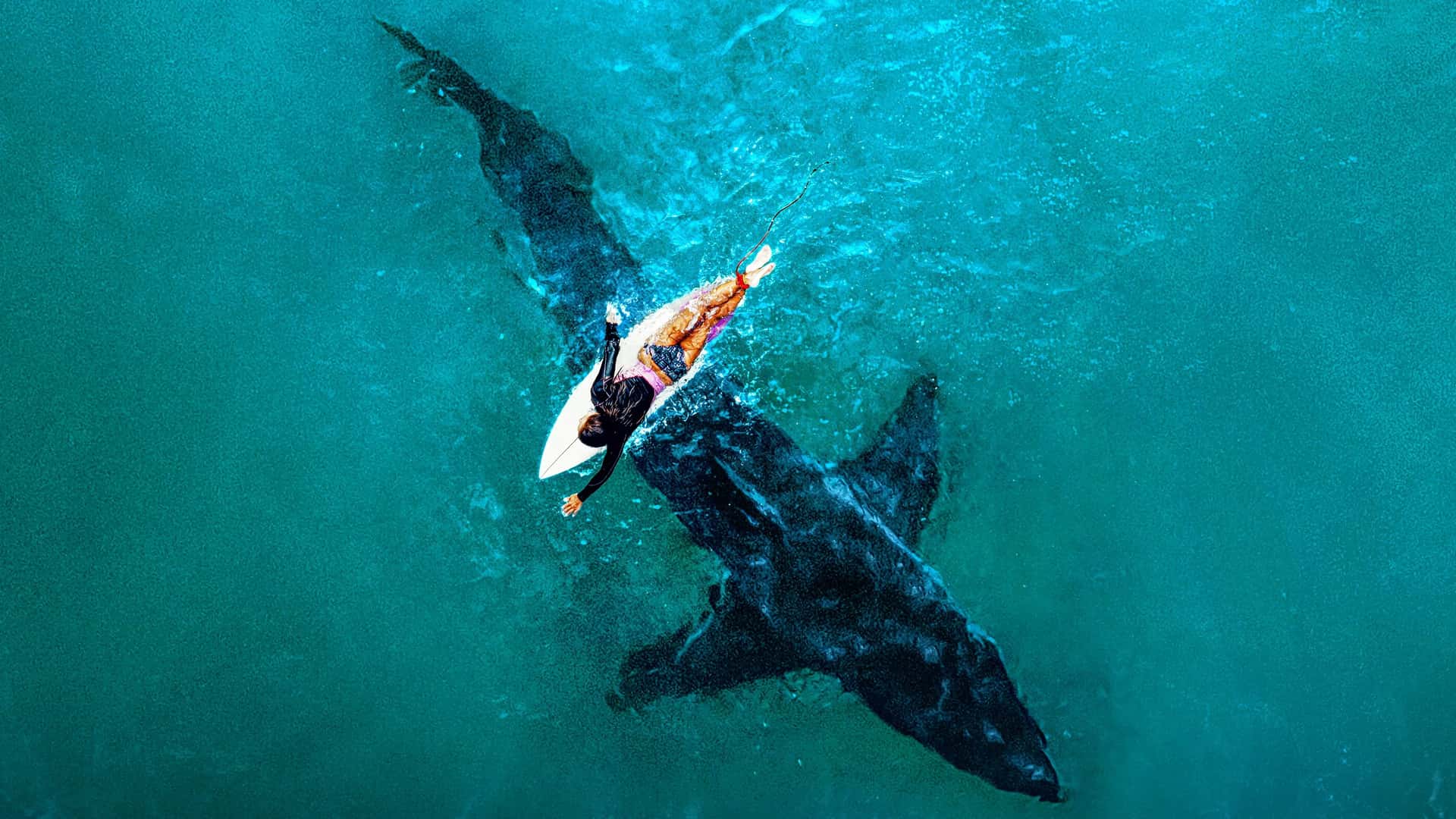15 neue Specials: Shark Week startet diesen Sommer größer als je zuvor