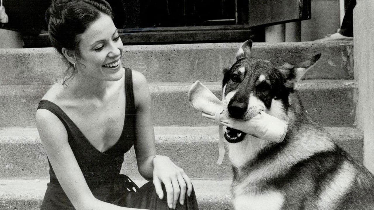 The Littlest Hobo kehrt zurück, kaum jemand sah das kommen