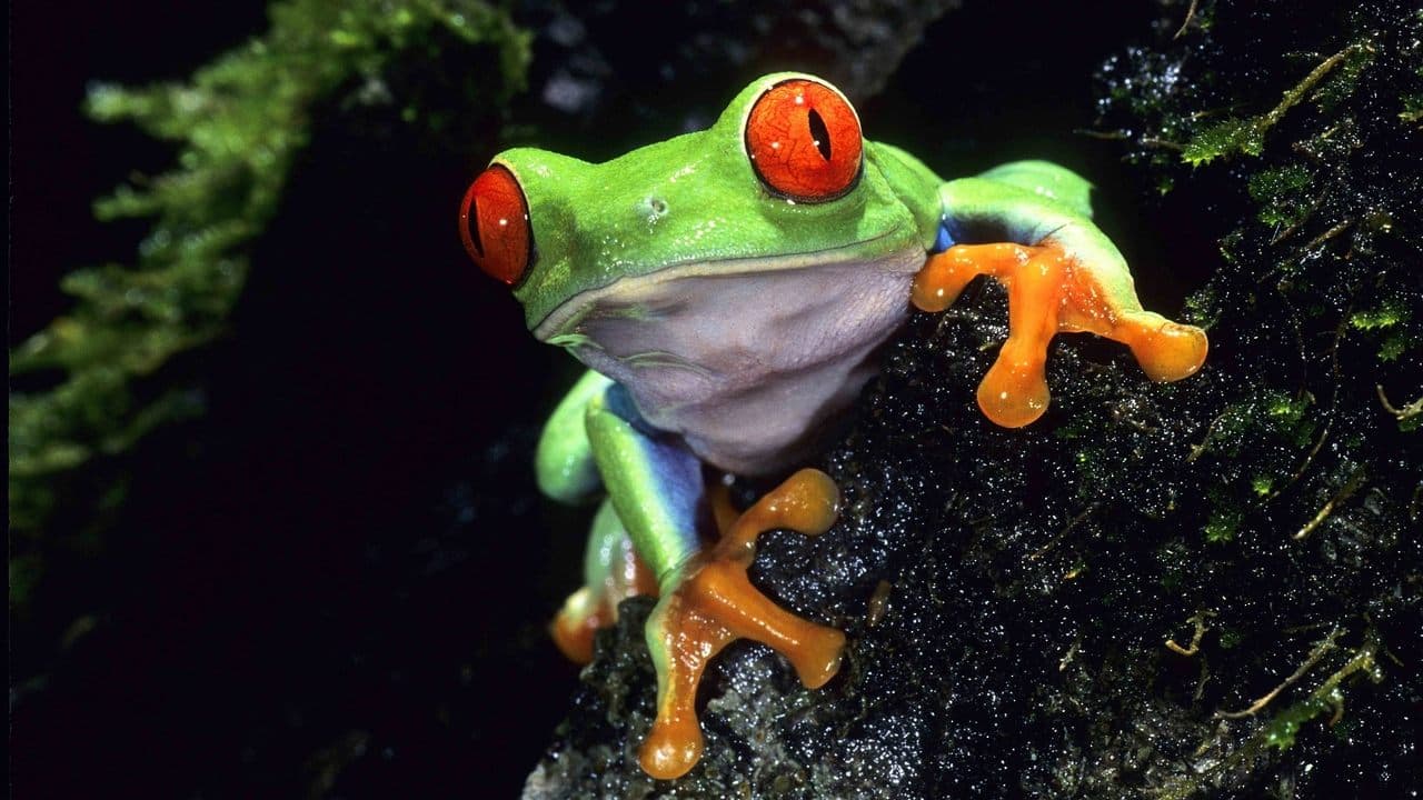Warum Life on Earth zum 100. Geburtstag zurückkehrt