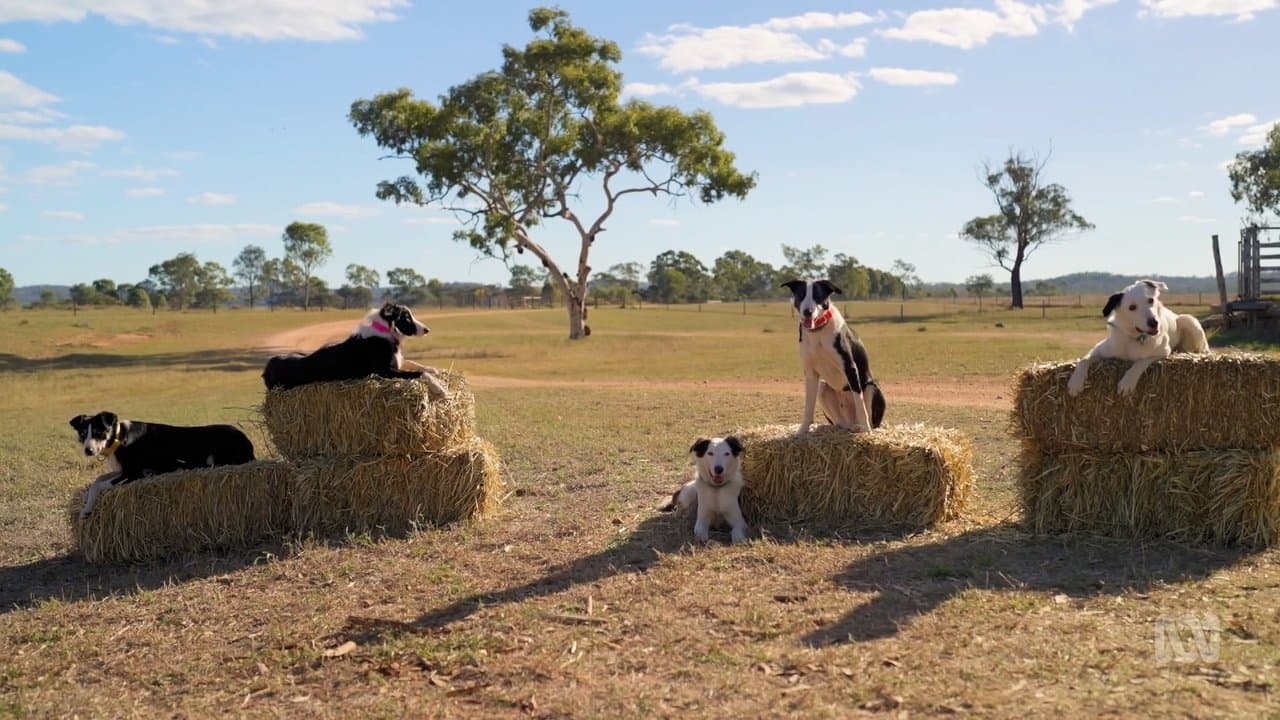 Internationaler Hunger nach Muster Dogs: USA produzieren jetzt ihr eigenes Remake