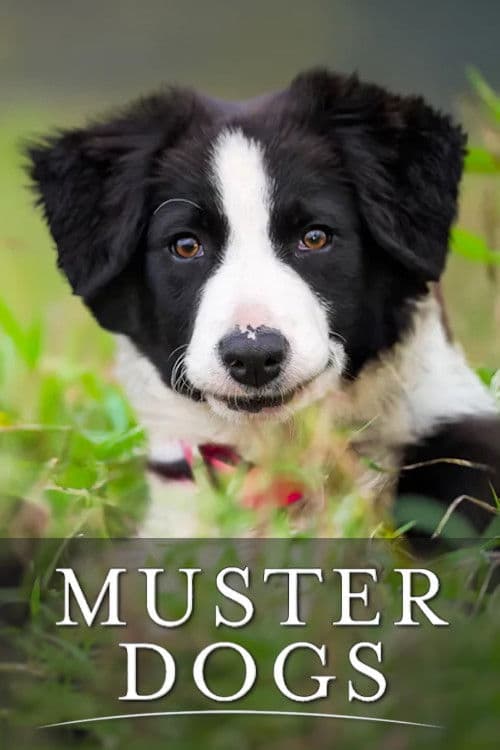 Poster von Muster Dogs