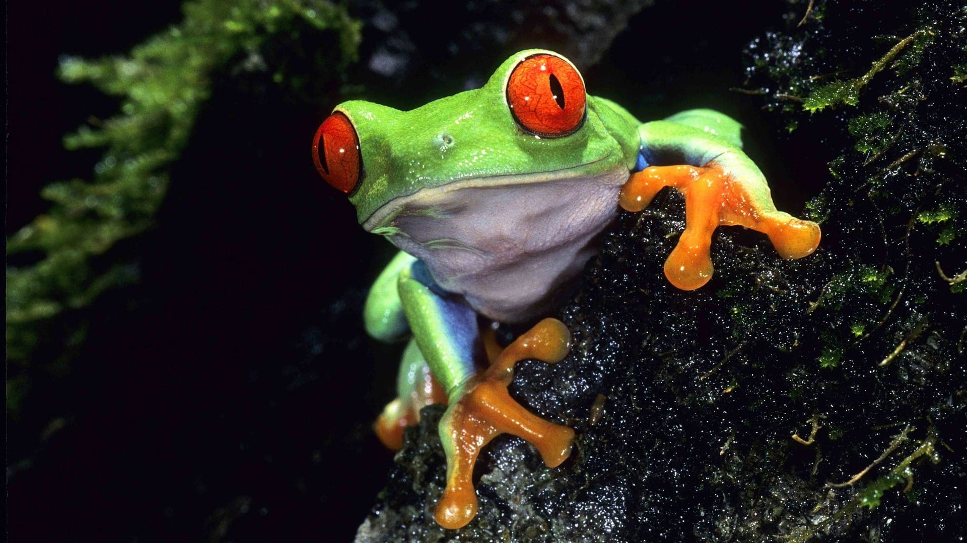 Warum Life on Earth zum 100. Geburtstag zurückkehrt