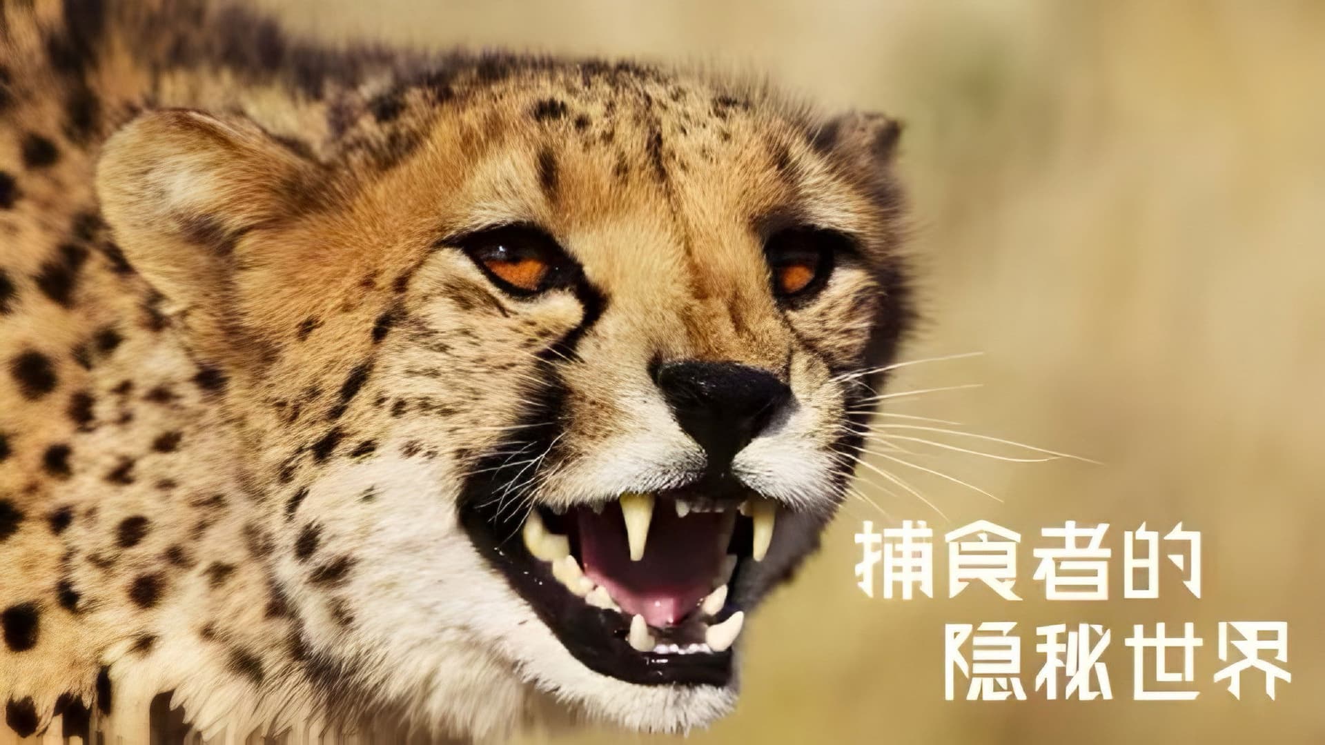 Apex Predators: Invisible Worlds