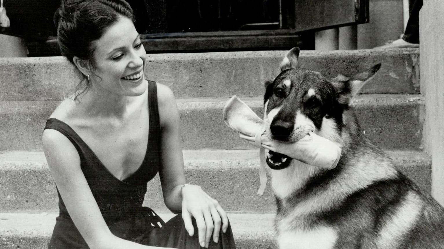 The Littlest Hobo kehrt zurück, kaum jemand sah das kommen