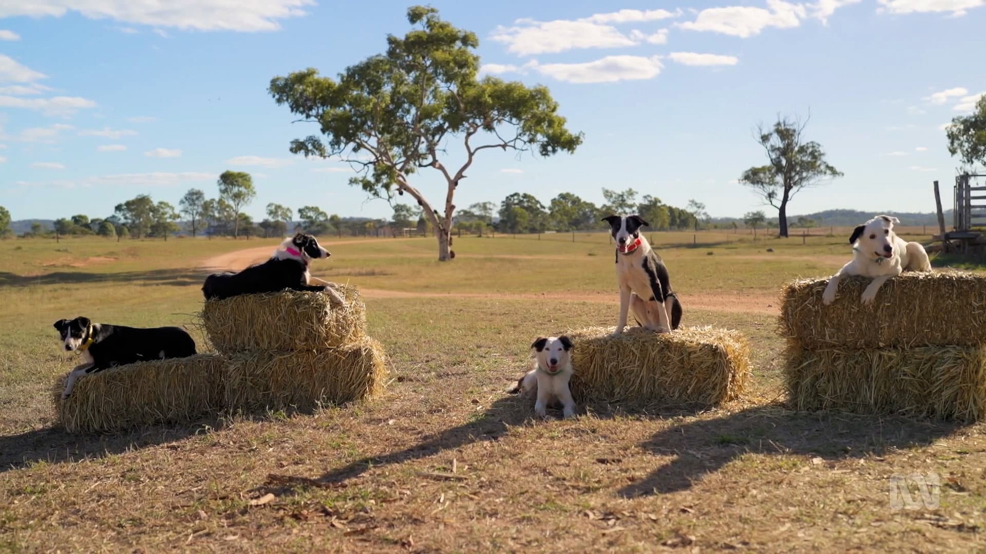 Internationaler Hunger nach Muster Dogs: USA produzieren jetzt ihr eigenes Remake