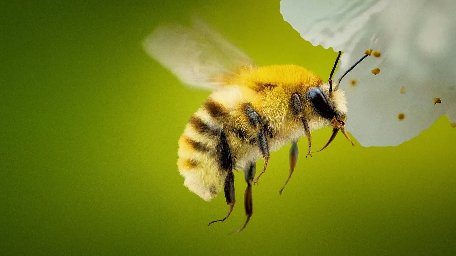 Die geheimnisvolle Welt der Bienen