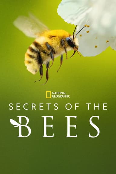 Die geheimnisvolle Welt der Bienen