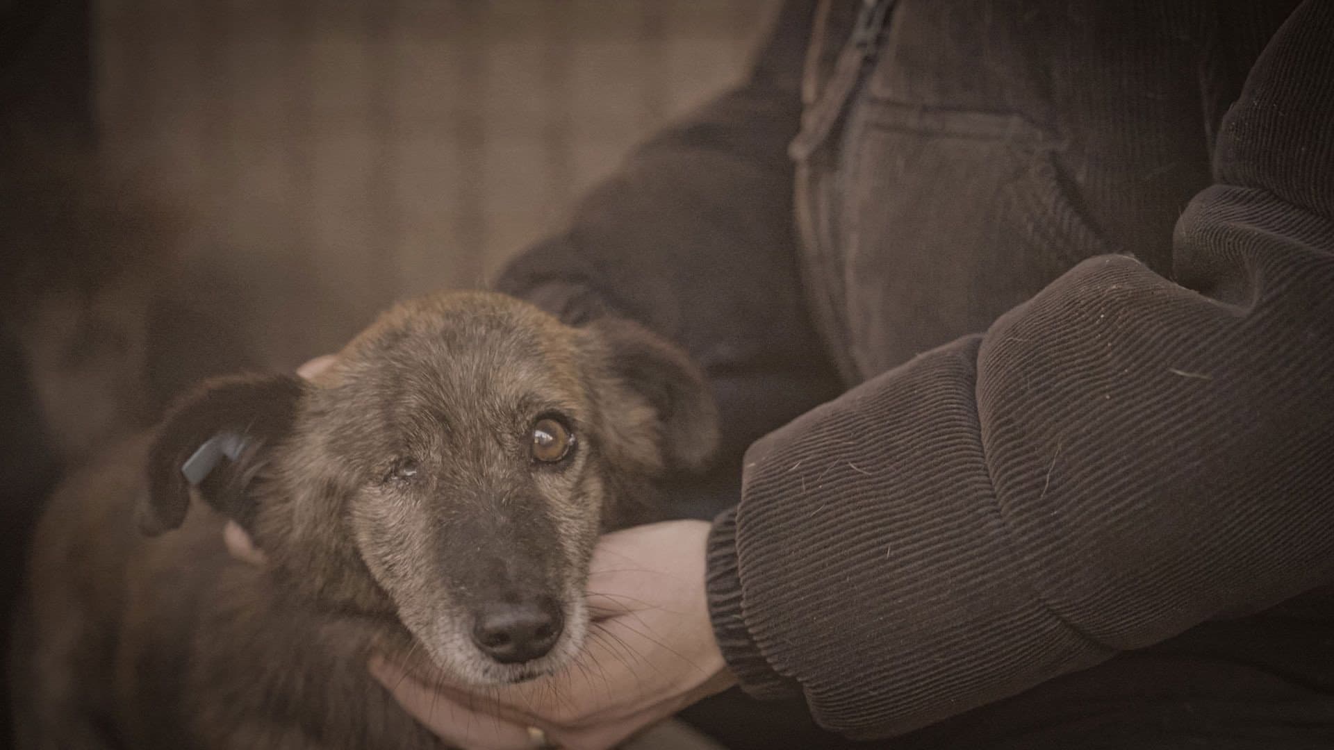 How to kill a puppy and get rich - Die Hunde Mafia